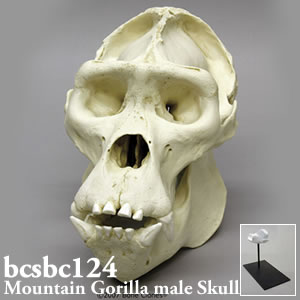 マウンテンゴリラの頭蓋骨模型・オス BCSBC124 Bone Clones ボーンクローン