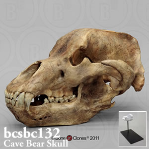 ホラアナグマ頭蓋骨模型（スタンド付） BCSBC132 Bone Clones ボーンクローン