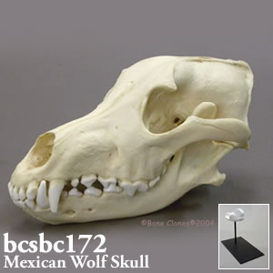 メキシコオオカミ。オオカミの頭蓋骨模型（スタンド付） BCSBC172 Bone Clones ボーンクローン