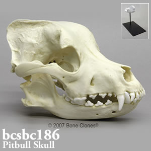ピットブルの頭蓋骨模型 BCSBC186 Bone Clones ボーンクローン