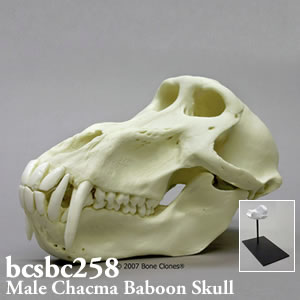 BCSBC258 チャクマヒヒ頭蓋骨模型（オス） Bone Clones ボーンクローン