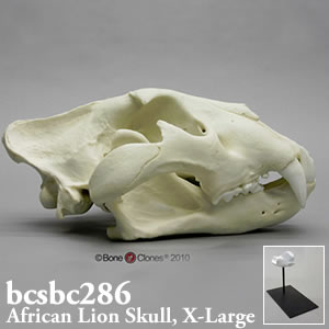 ライオン頭蓋骨模型 bcsbc286 Bone Clones ボーンクローン