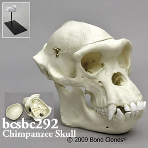 bcsbc292、頭蓋冠分離型 チンパンジー頭蓋骨模型 Bone Clones ボーンクローン