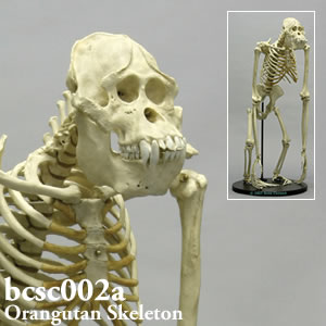 bcsc002a BCSC002A Bone Clones ボーンクローン