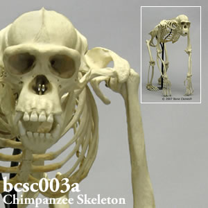 チンパンジーの全身骨格模型 BCSC003A Bone Clones ボーンクローン