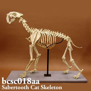 bcsc018aa BCSC018AA Bone Clones ボーンクローン