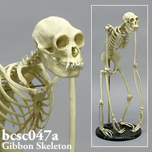 bcsc047a フクロテナガザル全身骨格模型 Bone Clones ボーンクローン