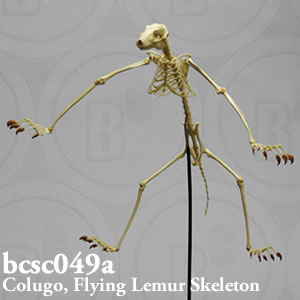 ヒヨケザル全身骨格模型 BCSC049A Bone Clones ボーンクローン