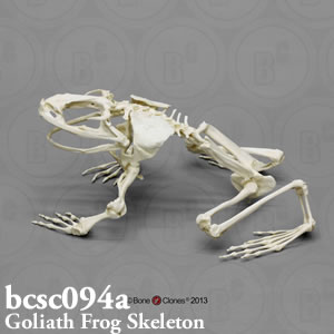 bcsc094a BCSC094A Bone Clones ボーンクローン