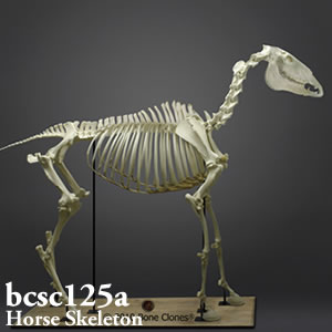 bcsc125a ウマ全身骨格模型 Bone Clones ボーンクローン