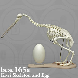 bcsc165a BCSC165A Bone Clones ボーンクローン
