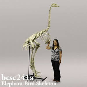 bcsc241a BCSC241A Bone Clones ボーンクローン
