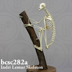 インドリ全身骨格模型 BCSC282A Bone Clones ボーンクローン
