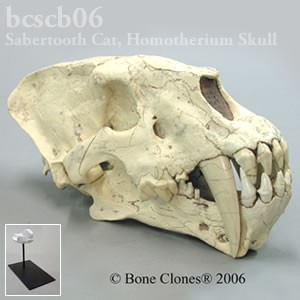 サーベルタイガー、ホモテリウム頭蓋骨レプリカ（スタンド付） BCSCB06 Homotherium cf. crenatidens Bone Clones ボーンクローン