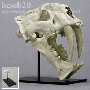 サーベルタイガー、メガンテレオン頭蓋骨レプリカ（スタンド付） BCSCB20 Megantereon nihowanensis Bone Clones ボーンクローン