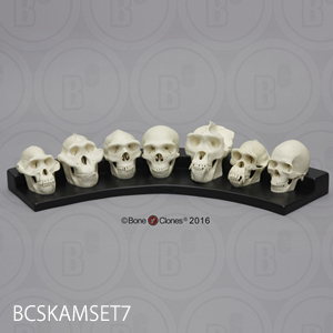 霊長類の頭蓋骨比較模型7個セット BCSKAMSET7 Bone Clones ボーンクローン