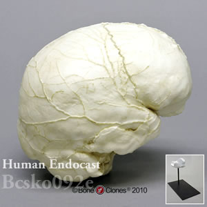 頭蓋エンドキャスト・ヒト（スタンド付） BCSKO092E Homo sapiens Bone Clones ボーンクローン
