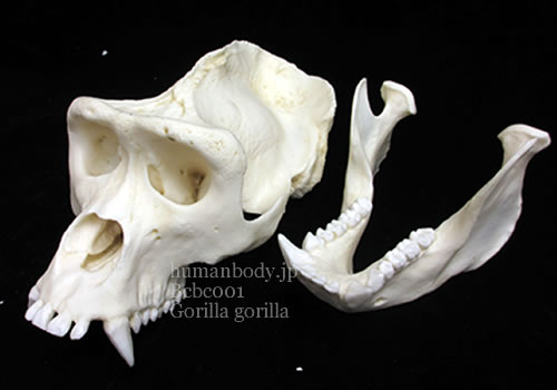 ゴリラの頭蓋骨モデル。下顎骨を分離した様子。BCBC001、BCSBC001 ともにこの状態での展示が可能です。