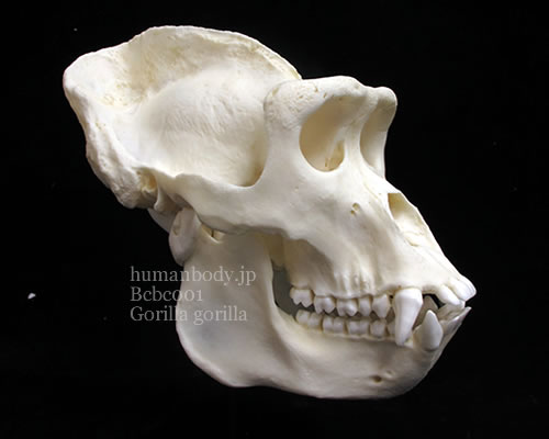 ゴリラの頭蓋骨を側面から見る。ヒトの頭蓋骨との形態の違いが良くわかります。