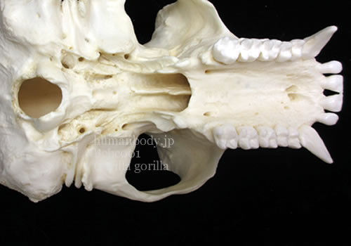 ゴリラの頭蓋骨。ゴリラの外頭蓋底。下顎骨分離によりこの状態を観察できます。
