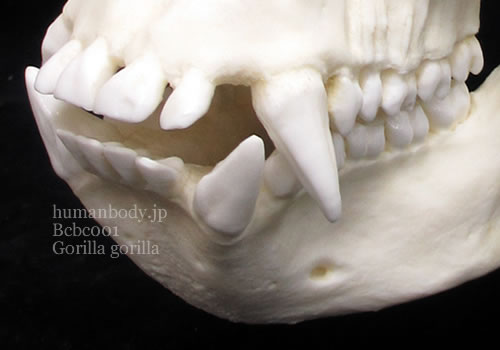 ゴリラの歯牙。ゴリラ頭蓋骨模型 BCBC001, BCSBC001の歯牙。