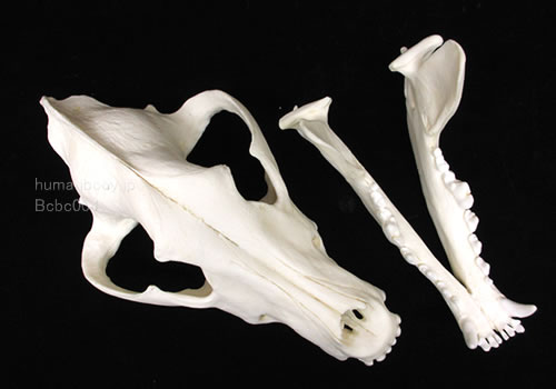 シベリアオオカミ、ハイイロオオカミの頭蓋骨模型は下顎が分離する BCBC004