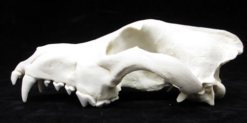 シベリアオオカミ頭骨の左側面