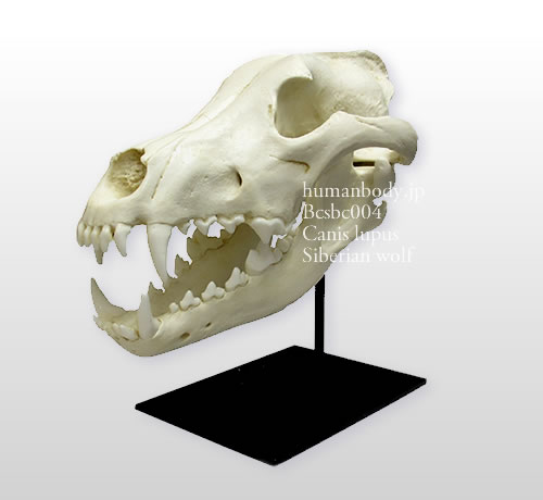シベリアオオカミ、ハイイロオオカミの頭蓋骨模型を専用スタンドに設置 BCBC004