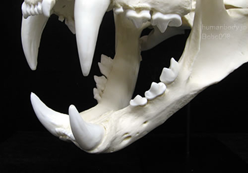 アムールトラ、シベリアトラ、頭蓋骨標本レプリカの歯牙。標本レプリカとしてもデッサンモデルとしても活用できる
