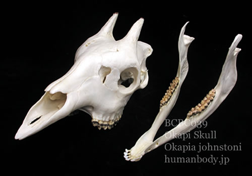bcbc039オカピ頭蓋骨模型。2分解できる橈骨レプリカ。