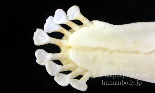 bcbc039オカピ頭蓋骨模型の下顎側歯牙。