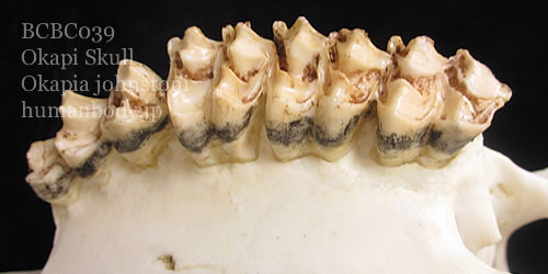 bcbc039オカピ頭蓋骨模型は頭骨標本を精密に再現。