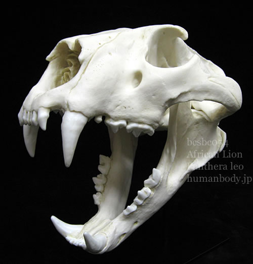 ライオンの頭蓋骨標本の精密レプリカを専用スタンドに設置