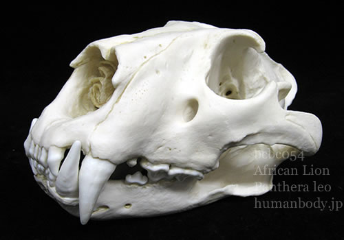 ライオン頭蓋骨レプリカをスタンドを使用せず平らな面に置く