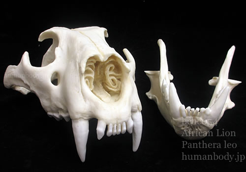 ライオンの頭蓋骨模型下顎分離