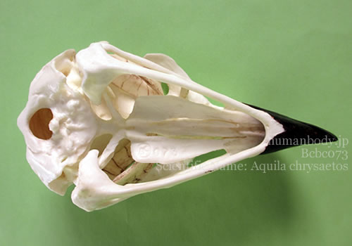 下から見たイヌワシの頭蓋骨　bcbc073