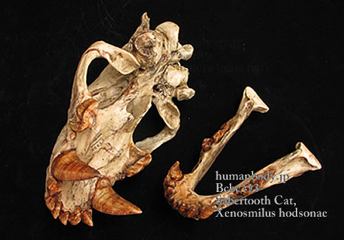 サーベルタイガー頭蓋骨レプリカ BCSBC113（分解した状態）