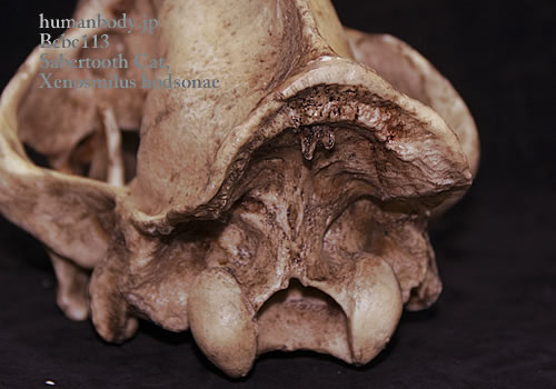 サーベルタイガー頭蓋骨レプリカ BCSBC113（後ろから見る）