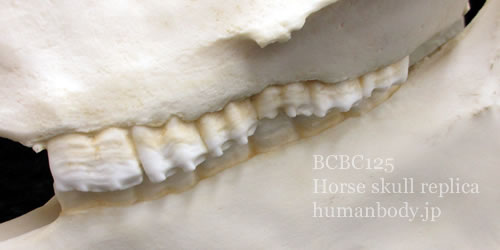 bcbc125 馬頭骨レプリカの臼歯は上顎、下顎とも左右6本ずつ再現