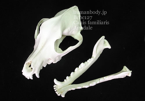 BCBC127 イヌ、エアデールテリアの頭蓋骨模型を分解して展示した様子。