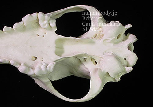 BCBC127 イヌ、エアデールテリアの頭蓋骨模型を分解して下から見た様子。