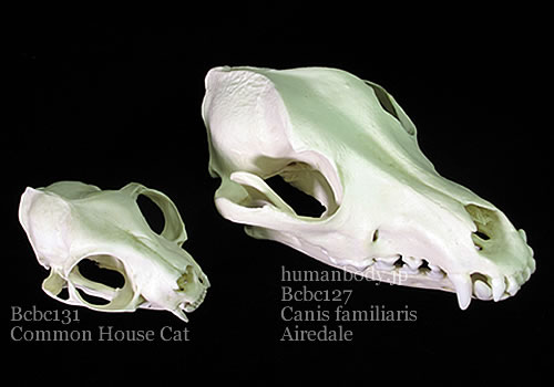 イヌとネコの頭蓋骨を比較する。