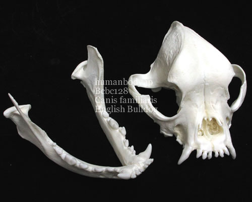 BCBC128 犬の頭蓋骨模型・犬種はイングリッシュ・ブルドッグ。2分解で展示した様子。