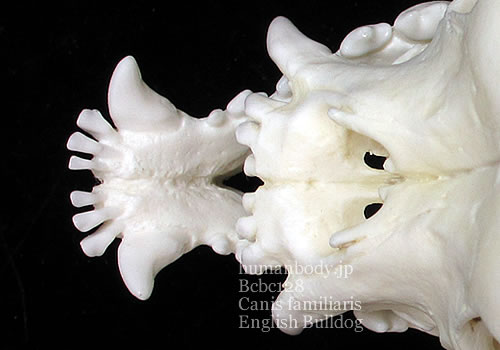 BCBC128 イングリッシュブルドッグの頭蓋骨を上から見る。