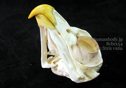 BCBC154　鳥の頭蓋骨模型、アメリカフクロウ