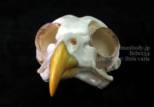 BCBC154　鳥の頭蓋骨模型、アメリカフクロウ