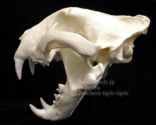 ベンガルトラ頭蓋骨標本のレプリカを専用スタンドに設置した写真。BCSBC289