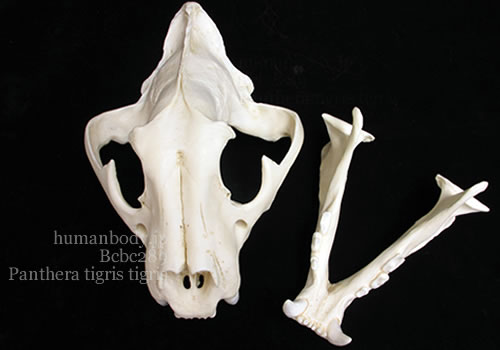 ベンガルトラ頭蓋骨標本のレプリカを頭骨と下顎で分離した状態の写真。