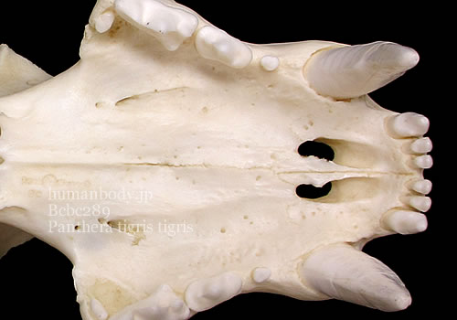 ベンガルトラ頭蓋骨標本のレプリカ、上顎骨を下から見た状態。