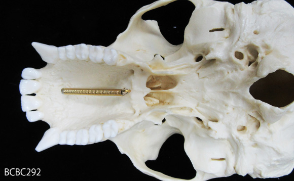 チンパンジーの頭蓋骨レプリカ、上顎の内側